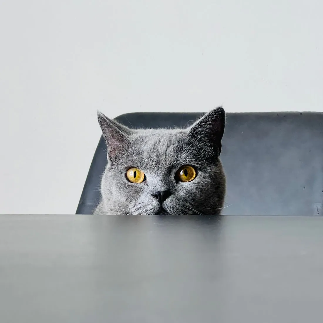 Gato