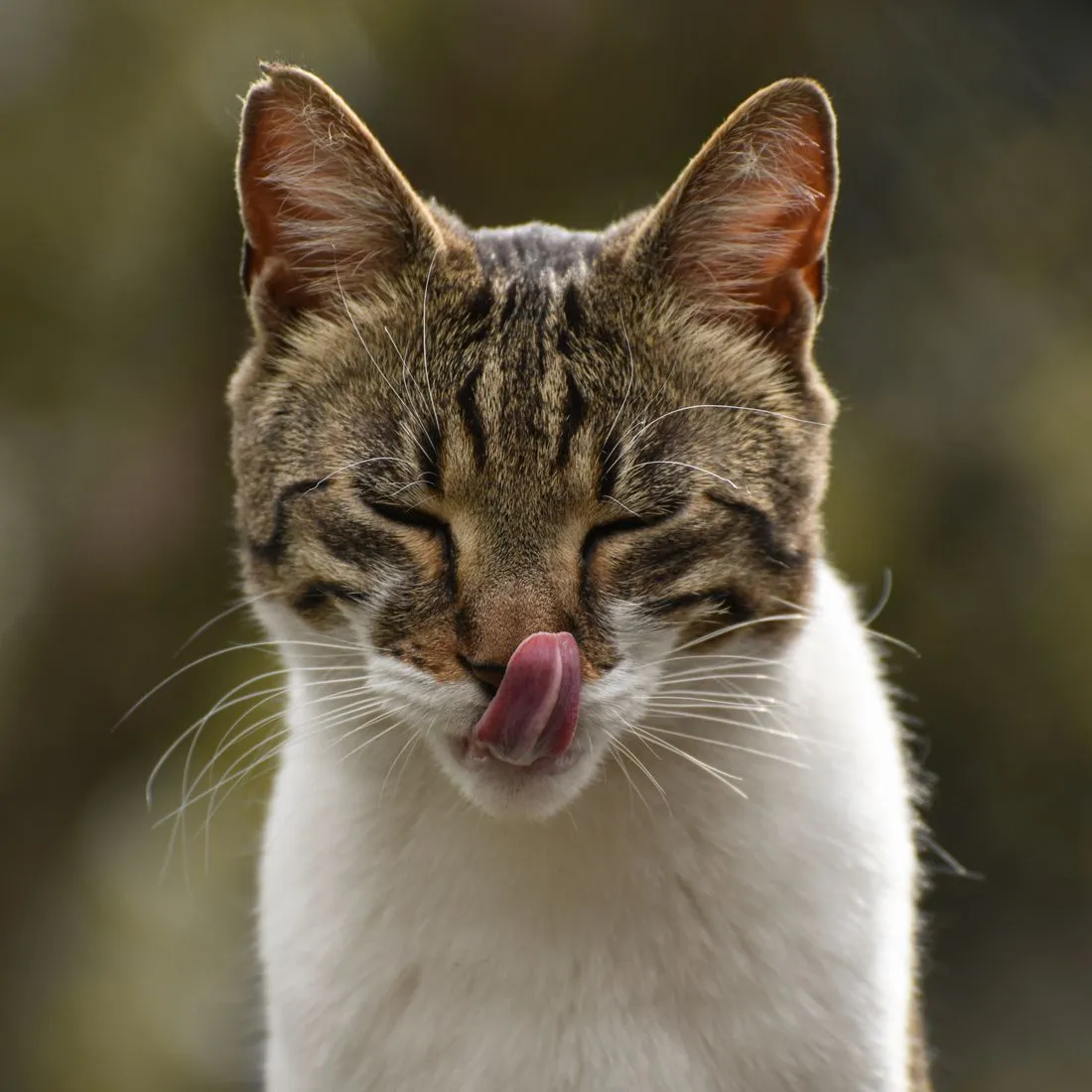 Gato