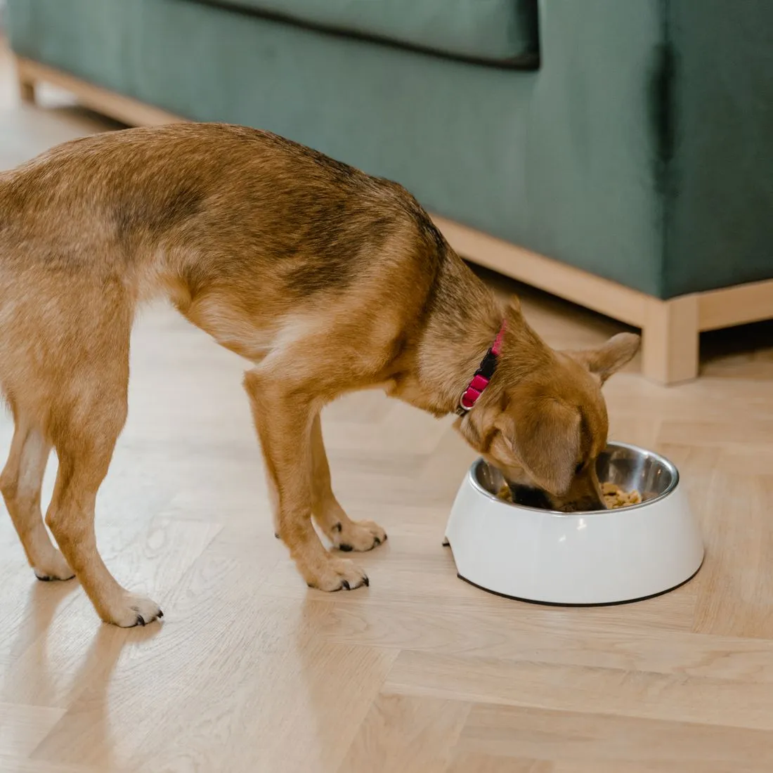 Perro comiendo de su plato
